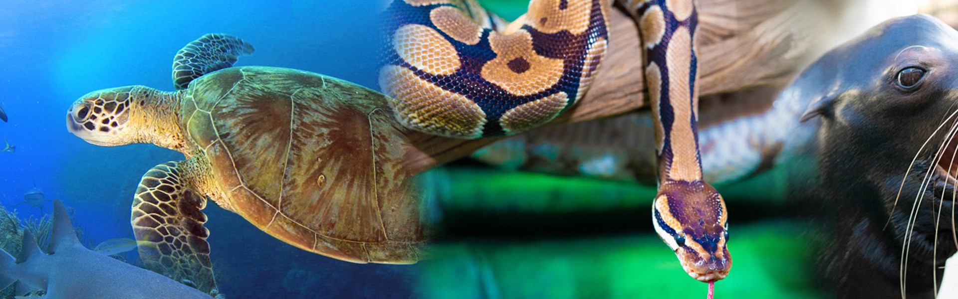 Please note that starting April 8th our multi species tank with Nurse Sharks and Sea Turtles will be closed for renovations, but don't worry — the sea creatures aren't going anywhere! Renovations Are Underway