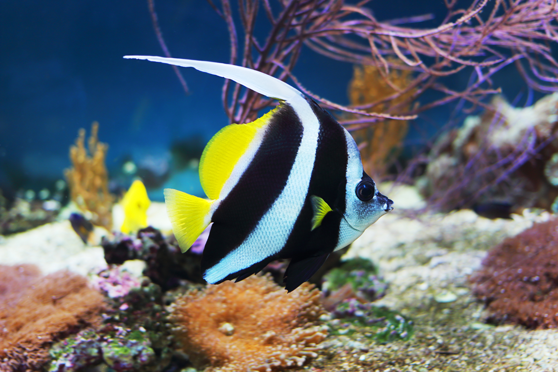 Bannerfish care store