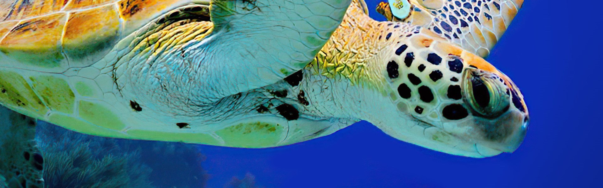 Immerse yourself in a hidden underwater wonder as you explore what swims beneath the waves. Get to Know the Creatures Below